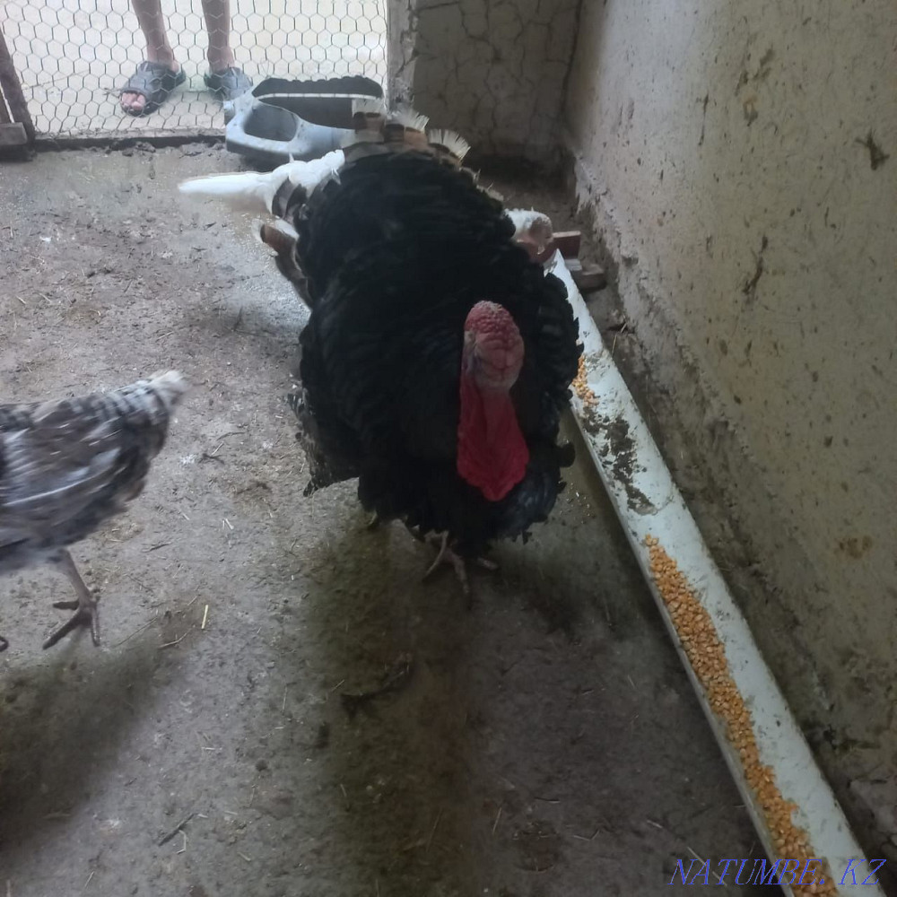 Turkey ter satylady. Barterde boladas. Kentau - photo 2