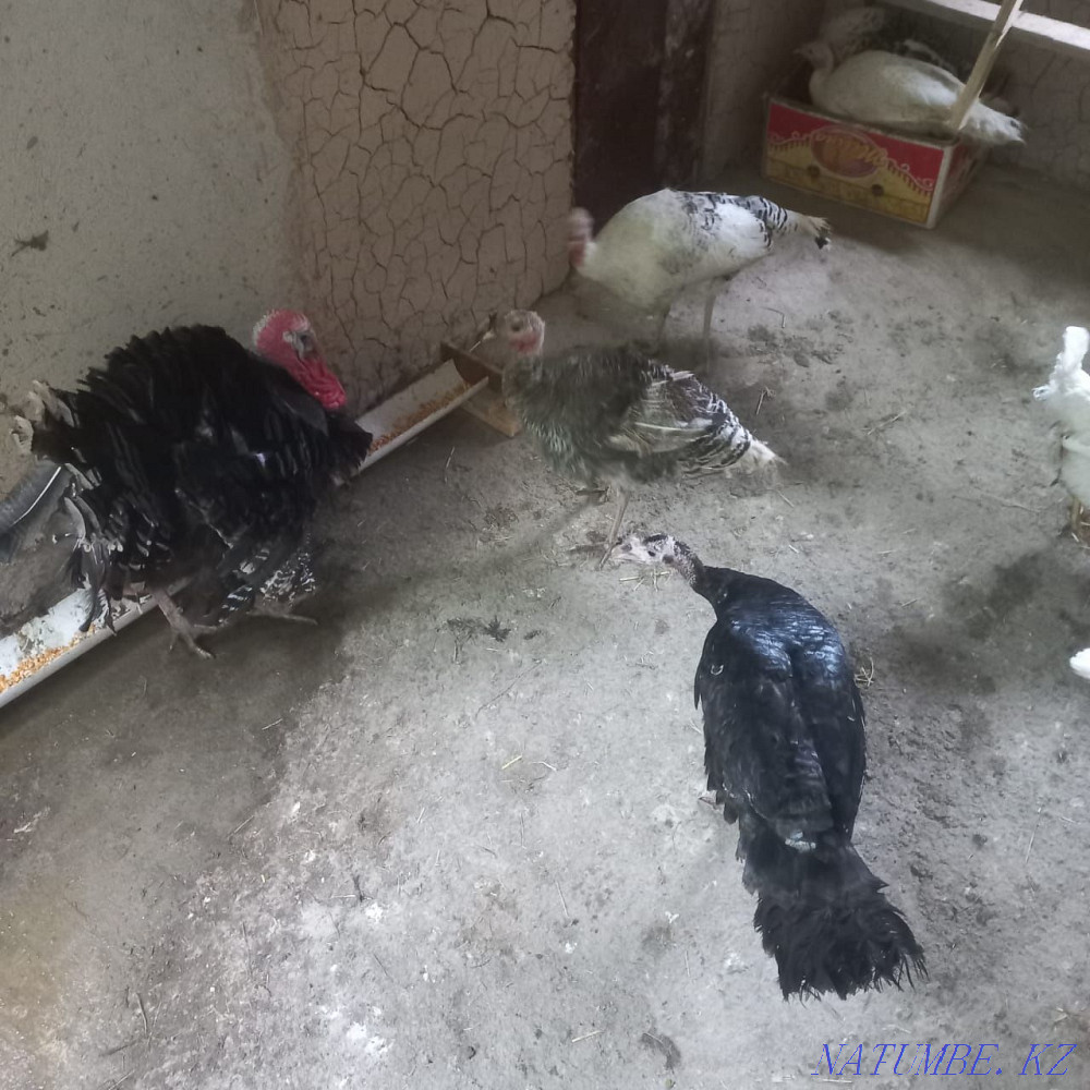 Turkey ter satylady. Barterde boladas. Kentau - photo 3