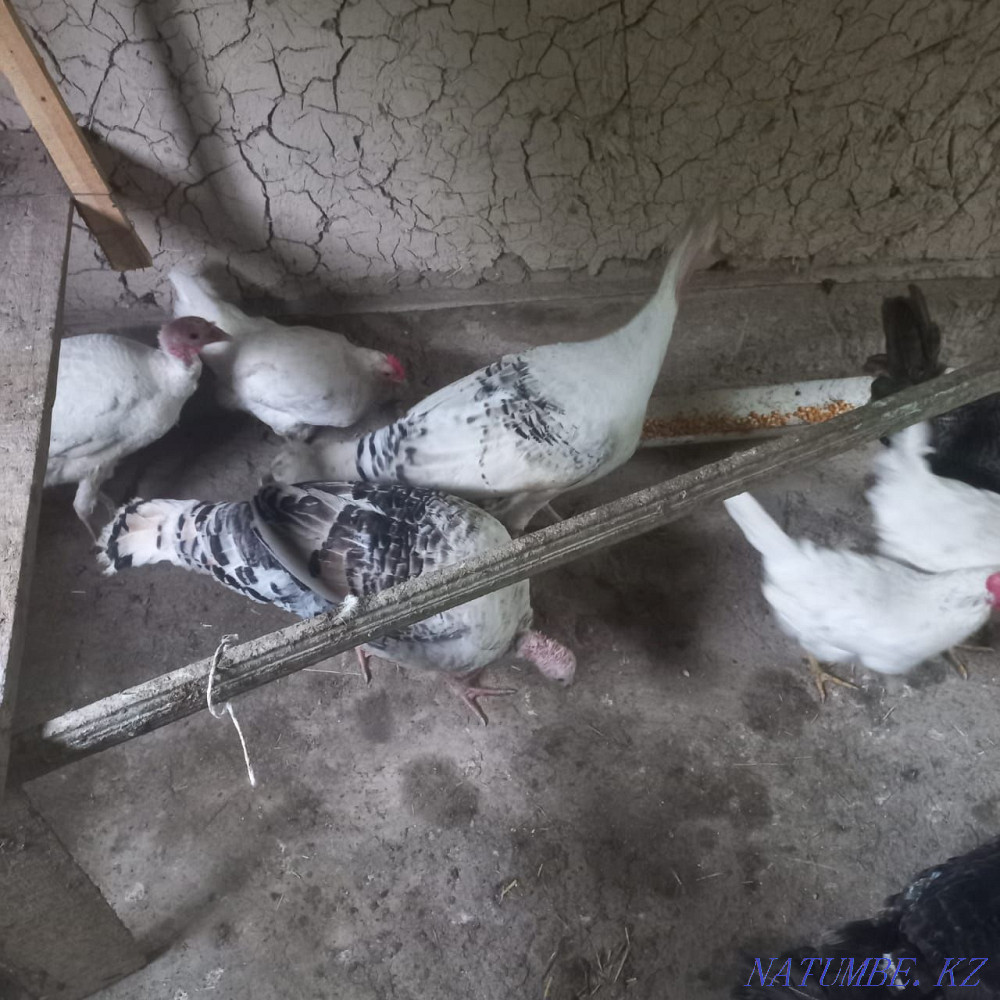 Turkey ter satylady. Barterde boladas. Kentau - photo 1