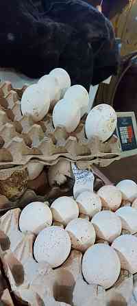Яйцо инкубационное гуси индюки куры 300 тнг штука Pavlodar
