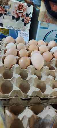 Яйцо инкубационное гуси индюки куры 300 тнг штука Pavlodar