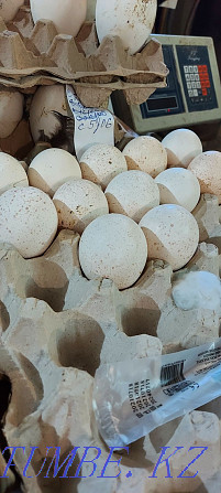 Hatching egg geese turkeys chickens 300 tng piece Pavlodar - photo 2