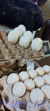 Hatching egg geese turkeys chickens 300 tng piece Pavlodar - photo 1