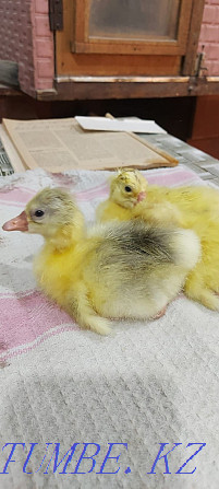 Hatching egg geese turkeys chickens 300 tng piece Pavlodar - photo 4