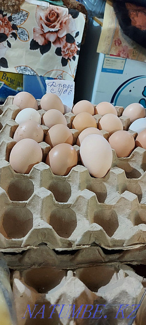 Яйцо инкубационное гуси индюки куры 300 тнг штука Павлодар - изображение 3