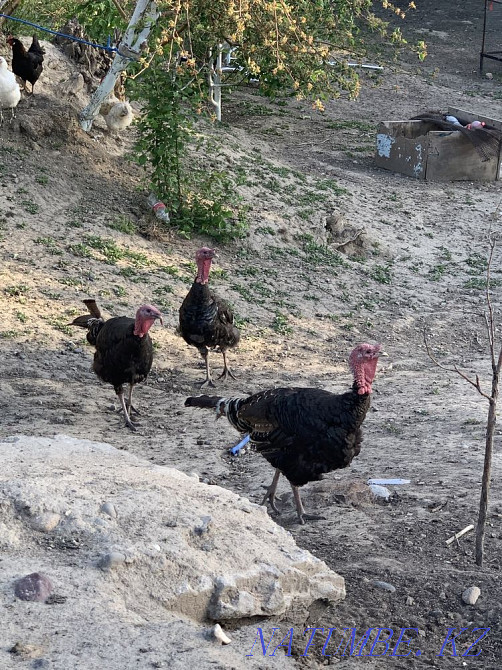 Индюк сатамын Талдыкорган - изображение 3