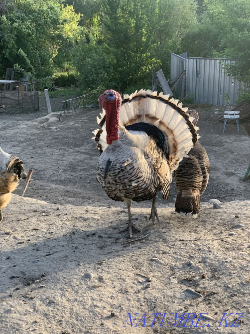 Индюк сатамын Талдыкорган - изображение 4