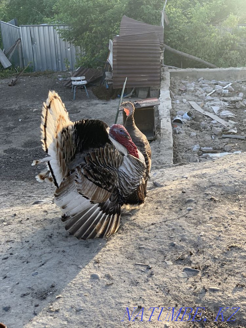 Индюк сатамын Талдыкорган - изображение 2