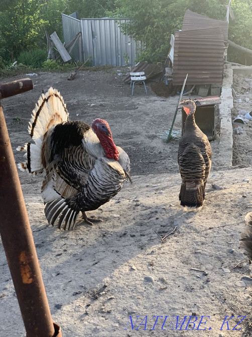 Индюк сатамын Талдыкорган - изображение 1