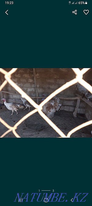 sell turkey eggs Балыкши - photo 2