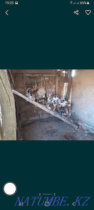 sell turkey eggs Балыкши - photo 1