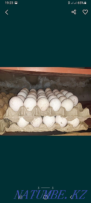 sell turkey eggs Балыкши - photo 3