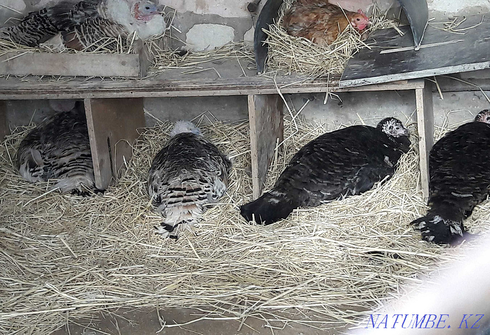 Куркетауыктар. Индюки. Актау - изображение 1