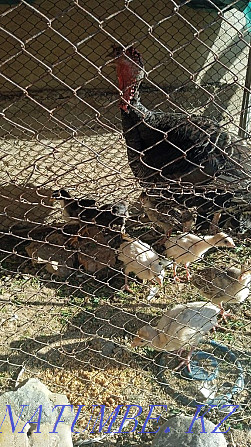 Turkey with hens Shalqar - photo 1