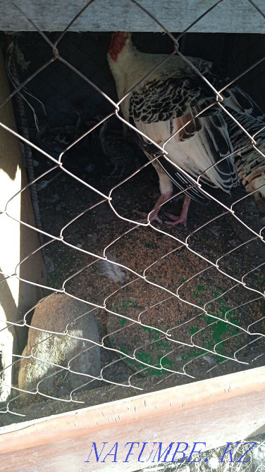 Индюк с цеплятами Шалкар - изображение 3