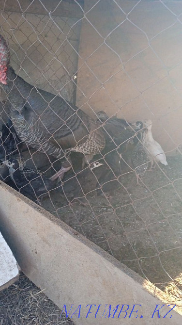 Индюк с цеплятами Шалкар - изображение 2