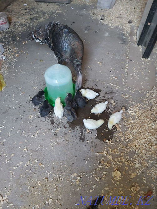 Turkey + jozhe balapan Turkestan - photo 1