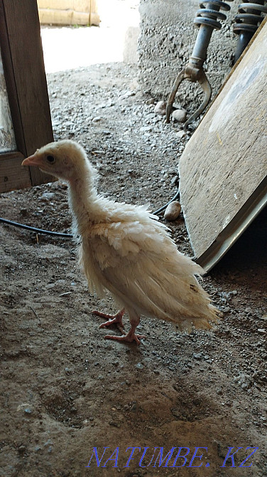 Turkey balapan satylady Каргалы - photo 3