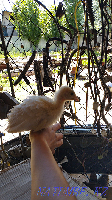 Turkey balapan satylady Каргалы - photo 4