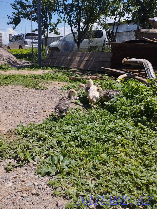 Turkey balapan satylady Каргалы - photo 2