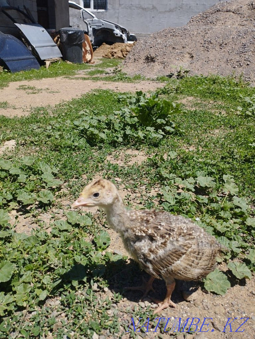 Turkey balapan satylady Каргалы - photo 1