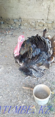 Turkey with turkeys  - photo 1