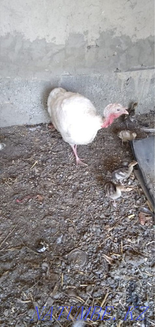 Turkey with turkeys  - photo 4