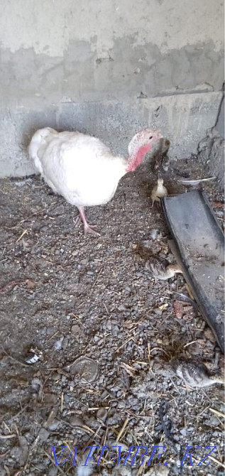 Turkey with turkeys  - photo 3
