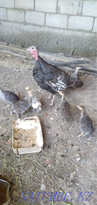 Turkey with turkeys  - photo 2