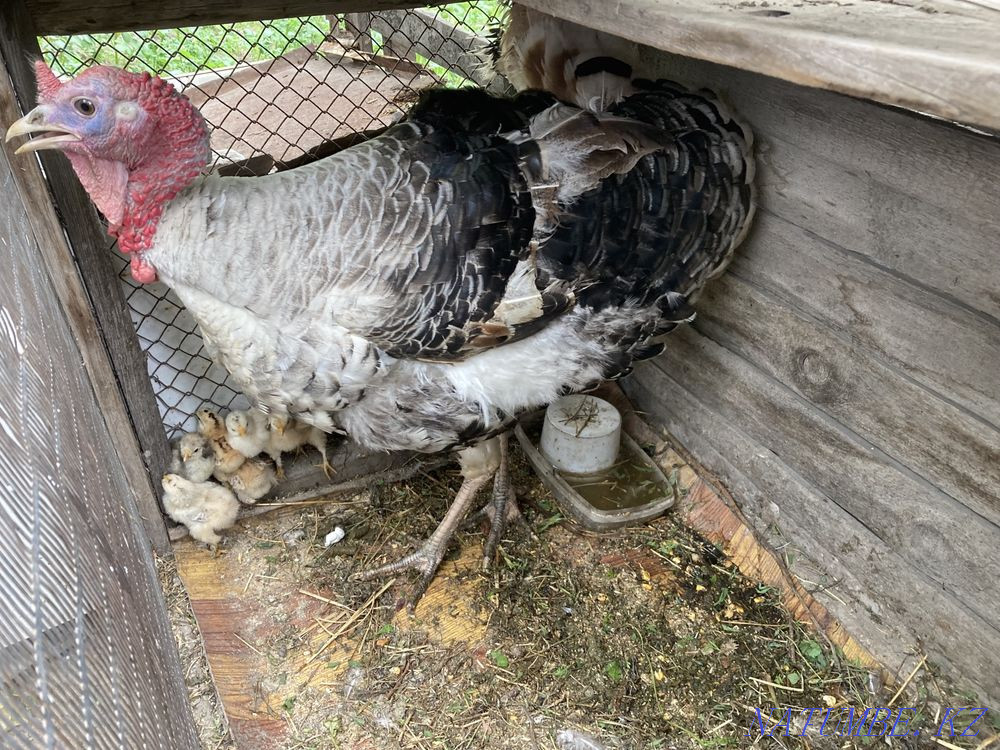 Turkey with chickens Жетыген - photo 2
