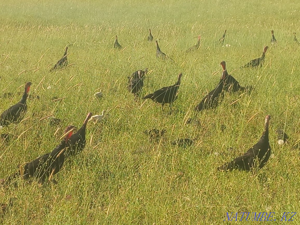 Turkey ??rke tauy?  - photo 2