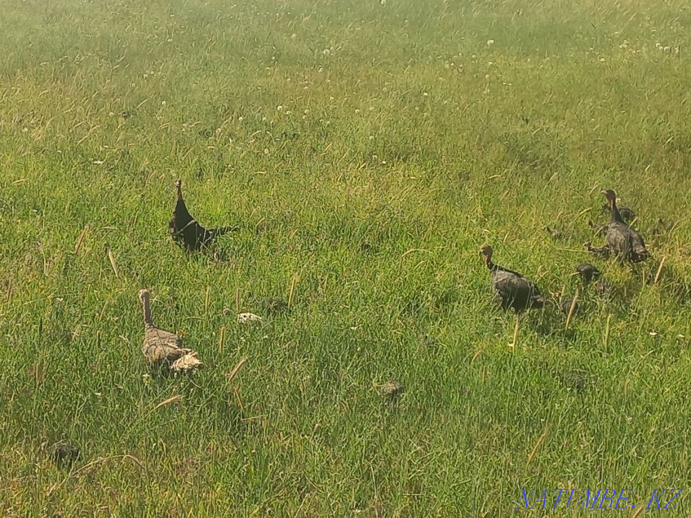 Turkey ??rke tauy?  - photo 3