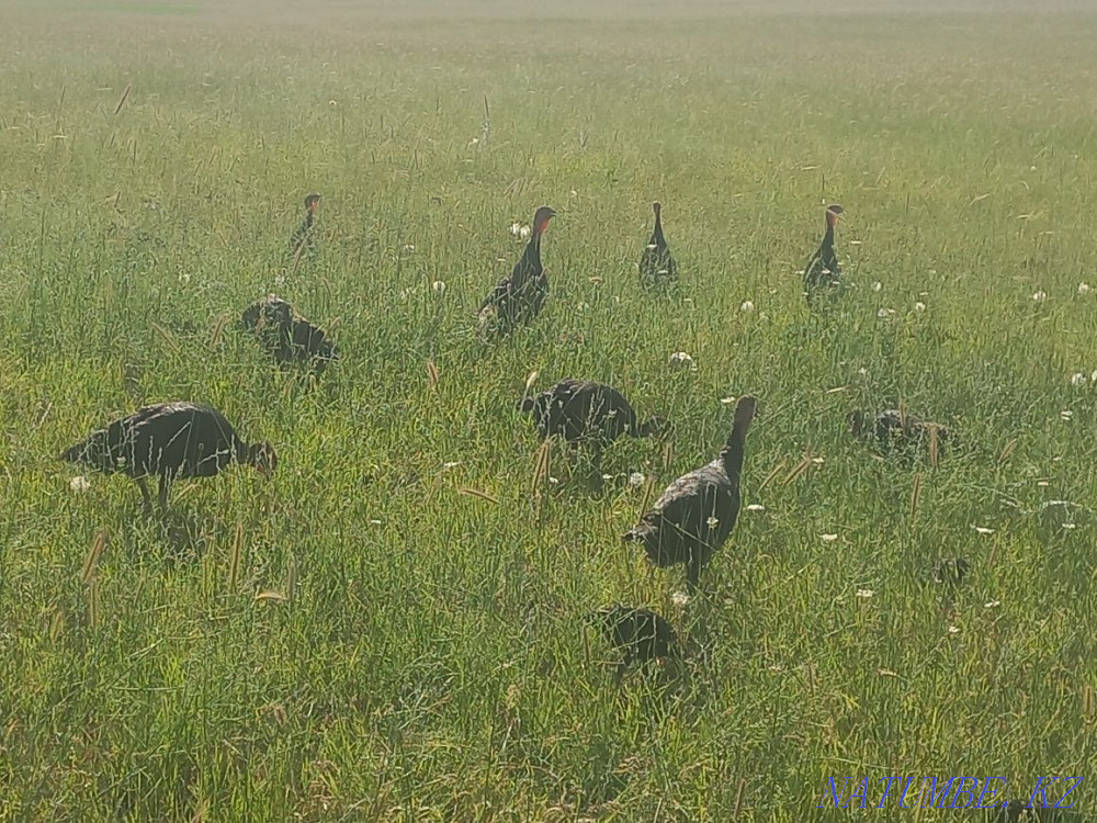 Turkey ??rke tauy?  - photo 4