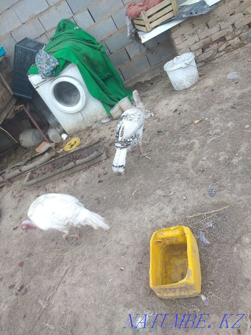 Индюки мальчик девочка  - изображение 3