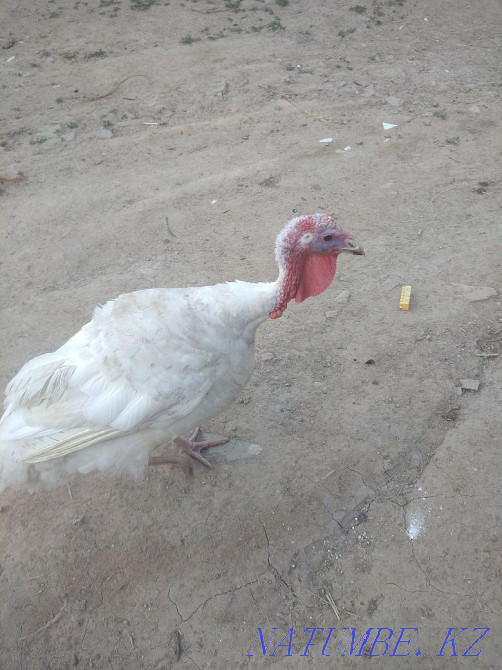 Индюки мальчик девочка  - изображение 1