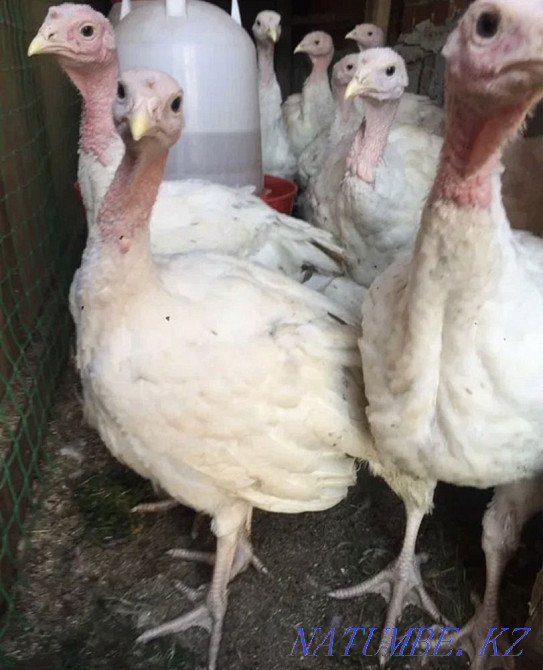 Turkeys 2 month old cross hybrid Almaty - photo 1