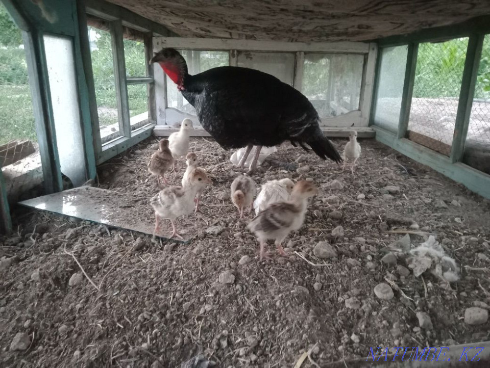 Turkey balapandarymen Turkestan - photo 3