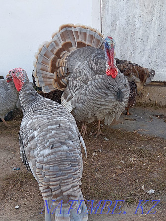 Turkeys big 6 wide-breasted Акбулак - photo 1