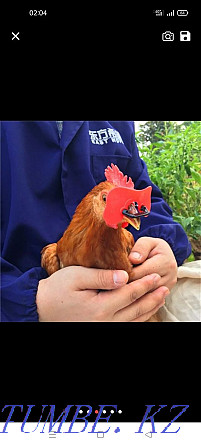 Pecking glasses for chickens, turkeys and other poultry. Temirtau - photo 2