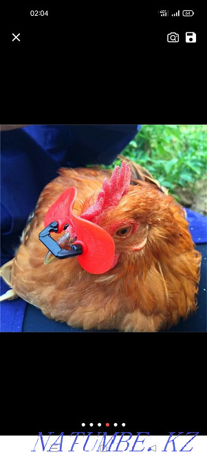 Очки от расклёва для кур,индюков и другой птицы. Темиртау - изображение 1