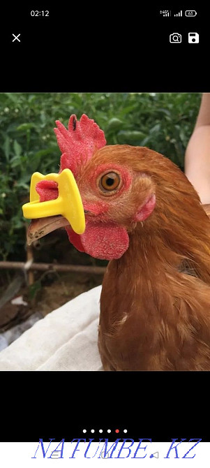 Очки от расклёва для кур,индюков и другой птицы. Темиртау - изображение 3