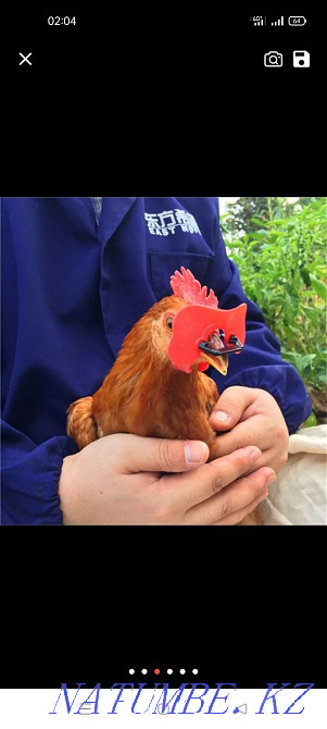 Очки от расклёва для кур,индюков и другой птицы. Темиртау - изображение 2