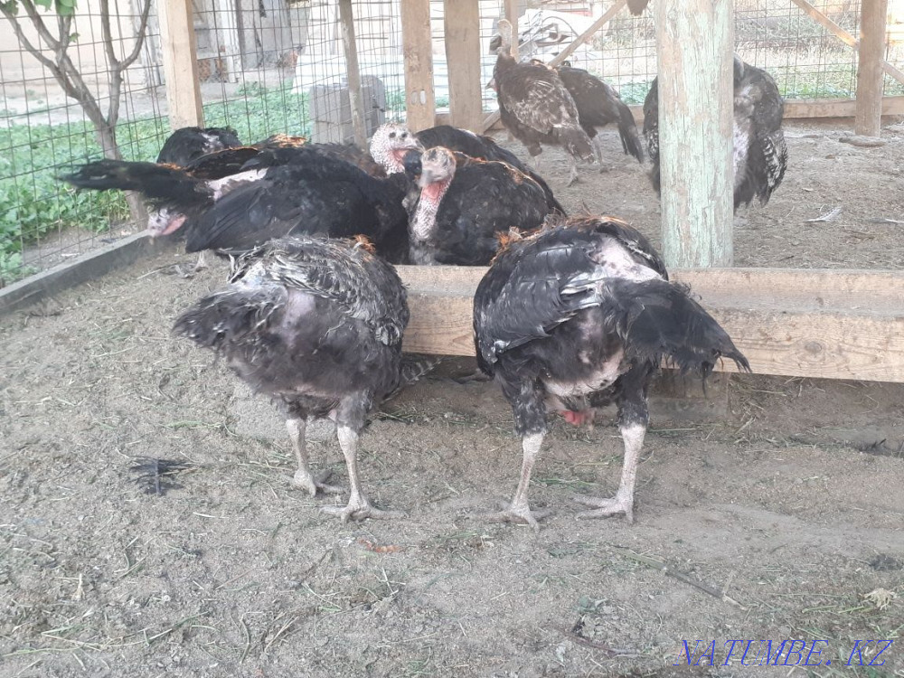 Гибрид индюк. Аналык куркетауык. Индейка. Шымкент - изображение 3