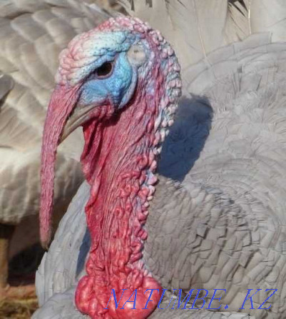 blue slate turkeys family 1+3 for sale very large  - photo 1