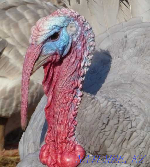 blue slate turkeys family 1+3 for sale very large  - photo 1