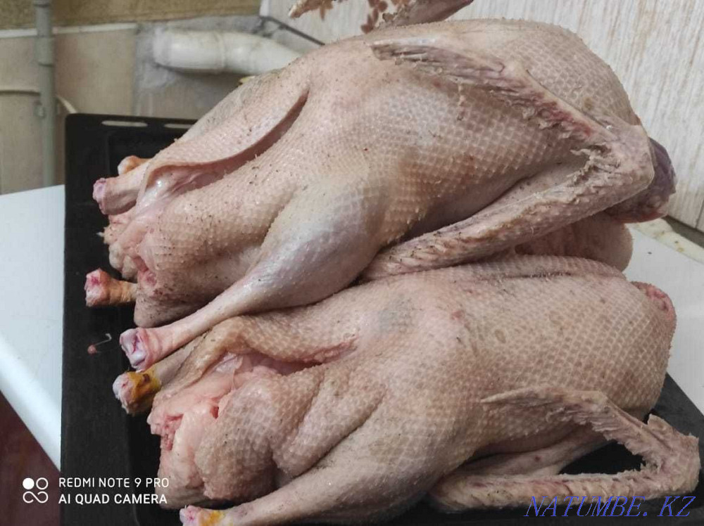 carved geese, turkeys, ducks, chickens, rabbits Taraz - photo 2