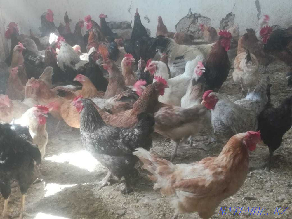 carved geese, turkeys, ducks, chickens, rabbits Taraz - photo 4