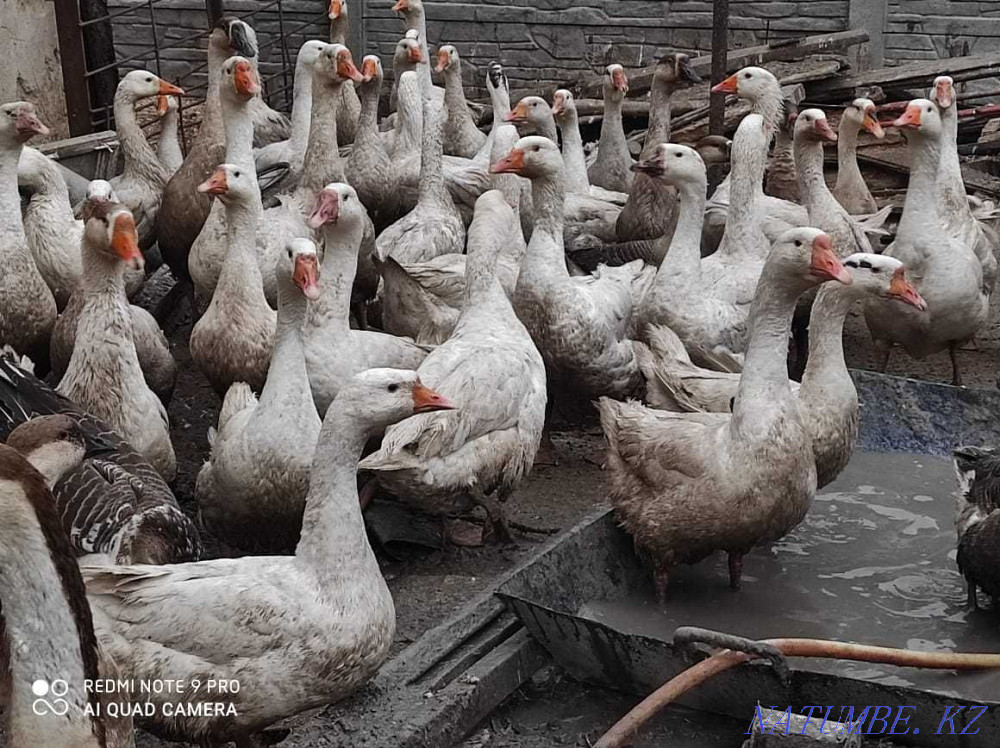 carved geese, turkeys, ducks, chickens, rabbits Taraz - photo 3