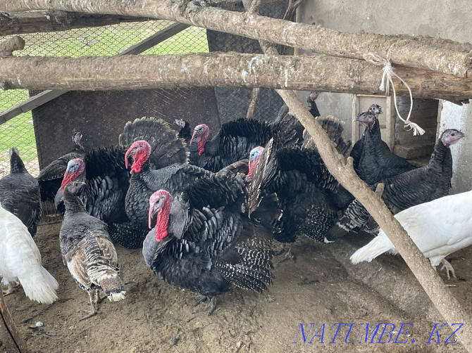 I will sell turkeys  - photo 1