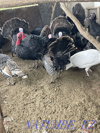 I will sell turkeys  - photo 3